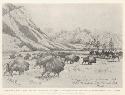 The Royal Colonial Tour, the Duke and Duchess of Cornwall and York Visiting the Buffaloes in the National Park at Banff by Melton Prior